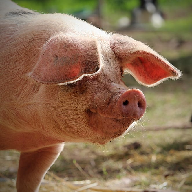 Fi - a Gloucester Old Spot breed pig looking into the picture from the right outside in the sunshine with ears flopping over her eyes