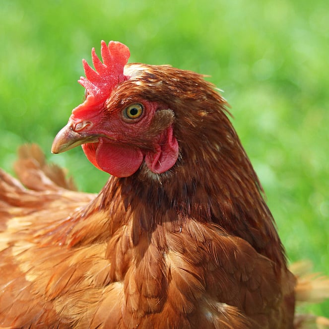 Head and shoulders of a brown laying hen standing on grassland, looking left our of the picture