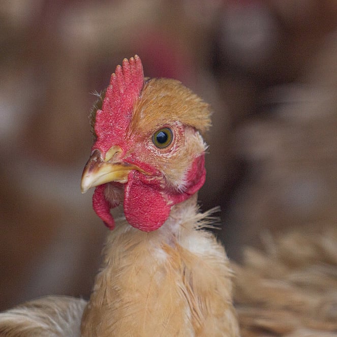 Head and neck of one of our meat chicken with pale brown feathers and looking straight into the camera