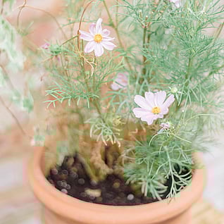 Gorst Studios - garden