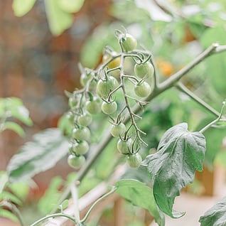 Gorst Studios - garden