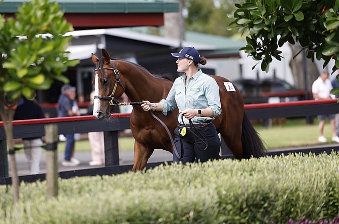 Lot 24 a colt by Satono Aladdin from Little Avondale Stud sold for $450,000 to trainer David Payne.  - Photo: Angelique Bridson