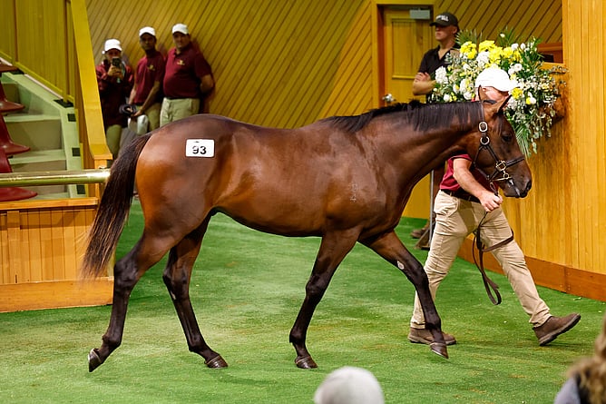 Lot 93 a colt by Super Seth was sold for $675,000 to bloodstock agent Kevin &ldquo;Millie&rdquo; Walls.  - Photo: Angelique Bridson