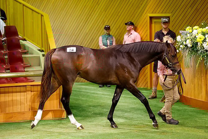 Lot 94 a colt by Proisir was sold for $600,000 from the draft of Trelawney Stud.  - Photo: Angelique Bridson