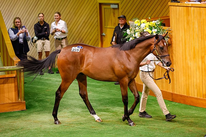 Lot 265 a colt by Snitzel from the draft of Cambridge Stud sold for $850,000 at Karaka on Sunday. -  Photo: Angelique Bridson