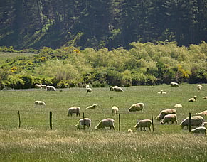 Vitamin B12 for lambs