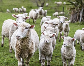 Reducing lambs&rsquo; pneumonia risk