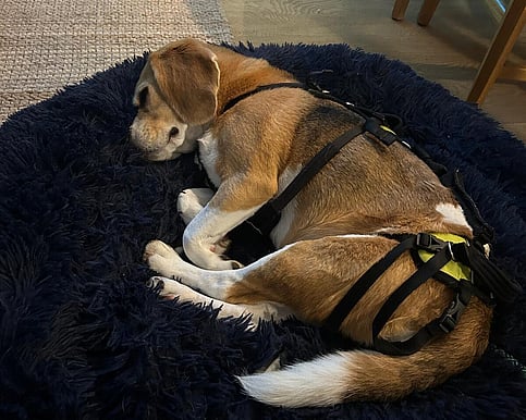 Canine in harness after animal physiotherapy treatment