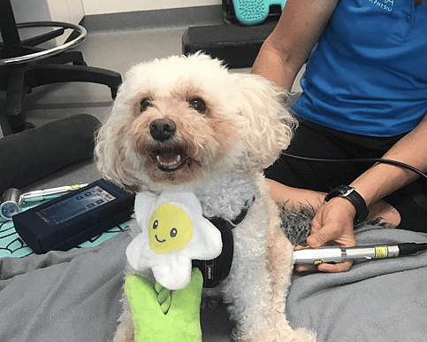 Dog undergoing laser treatment on hind legs