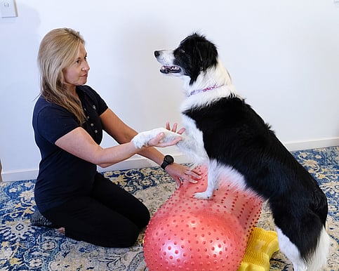 Animal Physiotherapy conducting strength and conditioning training with dog