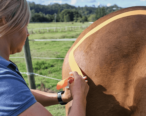 Horse being taped by Equine Animal Physiotherapist