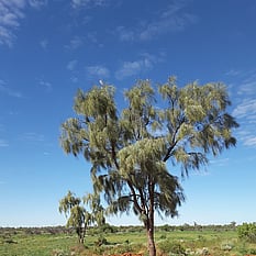 The Outback rare tree - Acacia Peuce