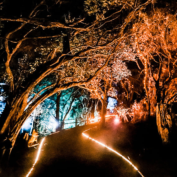 Norfolk Pine Forest at Night