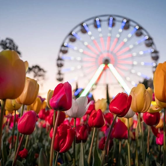 Close-up shot of Tulips against an unfocused Ferris Wheel background
