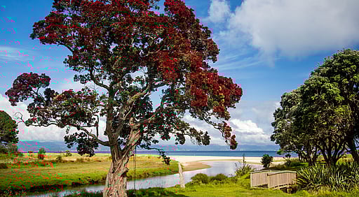 A pohutukawa tree on the reserve across from the Kūaotunu Hall. The tree is resplendent with red blooms and has a swing hanging from it. Beyond is the river mouth and in the distance the ocean.