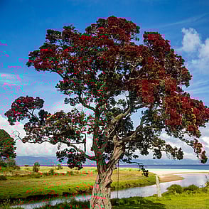 A pohutukawa tree on the reserve across from the Kūaotunu Hall. The tree is resplendent with red blooms and has a swing hanging from it. Beyond is the river mouth and in the distance the ocean.