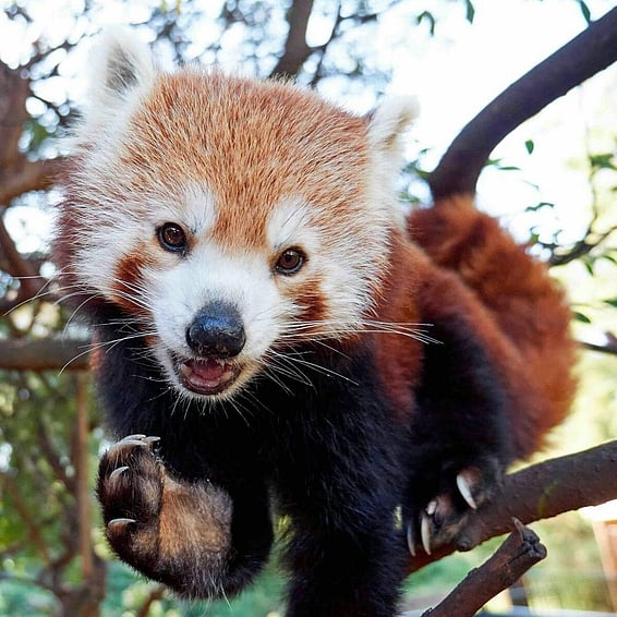 Shot of Bundaberg Rum Distillery