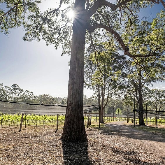 Baby turtles walking on the sand
