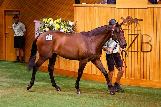 Lot 471, a colt by Justify out of Heart to Heart - Photo: Angelique Bridson