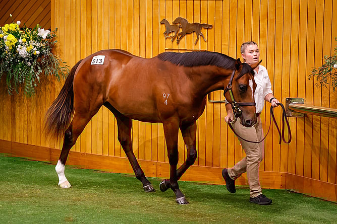 Lot 513, a Sword of State half brother to Ceolwulf - Photo: Angelique Bridson