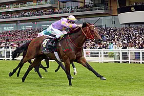 Little Bridge - Faltaat x Golden Rose