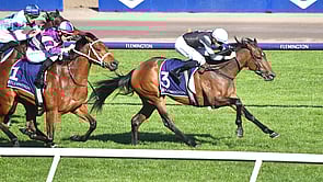 Harlow Mist - Contributer x Sila Jasak