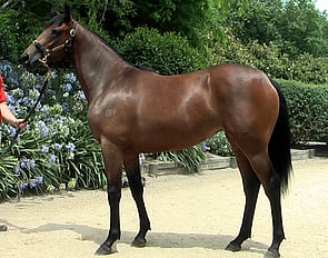 Sweet Clementine - Sweet Orange x Wealth Star