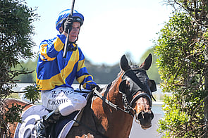 Dragon Storm - Shocking x Prize Lady