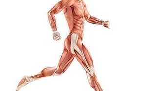 TRIGENICS FULL BODY ASSESSMENT - Suitable for sports people to incorporate into their training to prevent injuries.