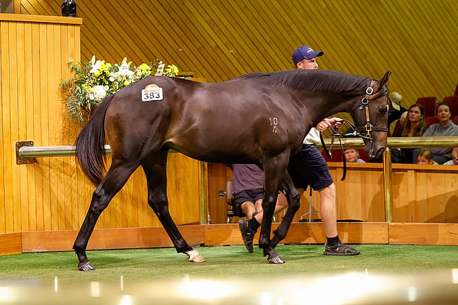 Lot 383, a colt by Alabama Express out of Diva Carolina sold to KPW Bloodstock for $850,000 - Photo: Angelique Bridson