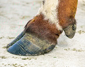 What's inside a cow's hoof?