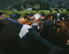 Discussing Johne&rsquo;s disease