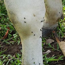 Flies, flies and more flies...