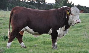 MATARIKI HOLY-SMOKE - "Holy Smoke is an exciting new sire that's making a lasting impression. Phenotypically, his progeny consistently deliver, boasting moderate, easy-doing characteristics, impressive thickness, visual muscling, and sound structure.The remarkable consistency of type in his calves across various herds has given us complete confidence in his ability to perform. This is a proven sire that's an ideal fit for our program.The data supports our visual evaluation, with Holy Smoke offering:- Top 5% EMA and fat- Top 1% IMF and carcase weight- Top 1% 400-day growth from a moderate birth weightWith his impressive figures and consistent progeny, Holy Smoke is set to drive genetic progress in our herd. Phenotypically, his progeny consistently deliver, boasting moderate, easy-doing characteristics, impressive thickness, visual muscling, and sound structure.The data supports our visual evaluation, with Holy Smoke offering:- Top 5% EMA and fat- Top 1% IMF and carcase weight- Top 1% 400-day growth from a moderate birth weightWith his impressive figures and consistent progeny, Holy Smoke is set to drive genetic progress in our herd."