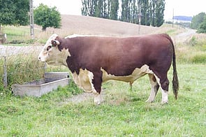 BEECHWOOD IRISH EYES 24 - Irish is a standout sire in our breeding program, offering a unique blend of calving ease, low birth weight, and short gestation. His impressive accuracy, now at 95%, cements his position as a top 1% sire for birth weight.