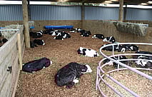 Heifer Rearing