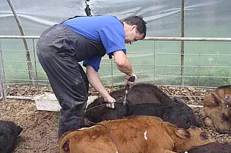 Disbudding Calves with sedation & anaesthesia