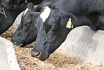 Nutrition & Herd Health