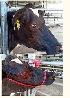 Eye Removal due to Tumour