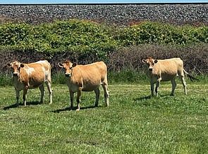17 x Jersey Autumn Calving Heifers. DTC from 16/03 - BW: 56, PW: 61Jason Roberts, 027 707 1271