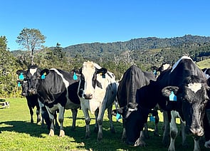 120 x Friesian Early Calving Autumn Cows. DTC from 05/03 - BW: 82, PW: 132Sam Cowley, 021 263 2019