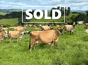 364 Autumn Calving Jersey Cows - SOLD! - BW: 175, PW: 201Jason Roberts, 027 707 1271