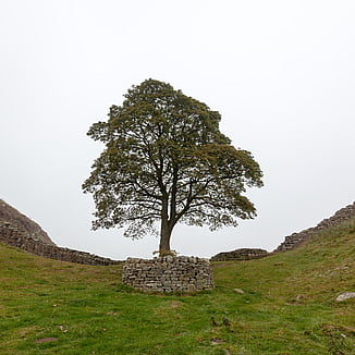 Sycamore Gap, Northumberland
