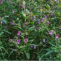 Invasive plant management Ivybridge
