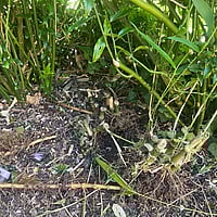 Invasive plant specialists Ivybridge