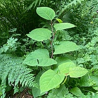 invasive plant management Plymouth
