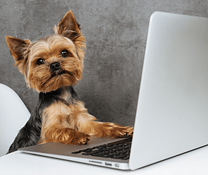 Dog on Computer