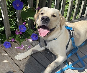 Dogs waiting on mat after training