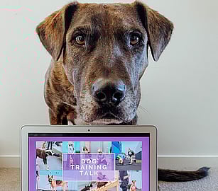 French Bulldog Training