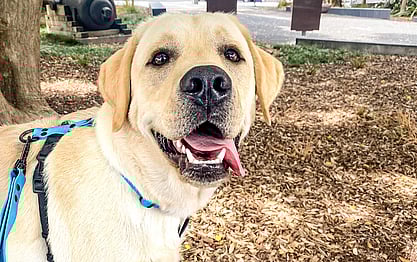 French Bulldog Training